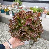 レタス,多肉,リーフレタス,サニーレタス,鉢植えの画像