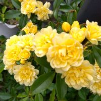 モッコウバラ,挿し木の画像