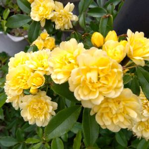 モッコウバラ,挿し木の画像