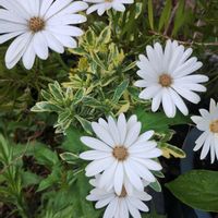 プルメリア,斑入りユリオプスデージー,ヘーゼルナッツ ロードゼラヌート,植中毒,GSに感謝。の画像