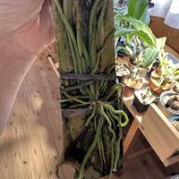キロスキスタ,キロスキスタ ルニフェラ,珍奇植物,植物のある暮らし,ビザールプランツの画像