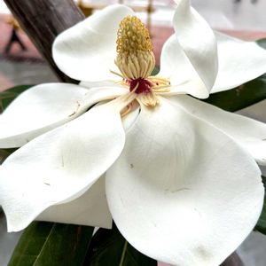 タイサンボク,玄関内側の画像