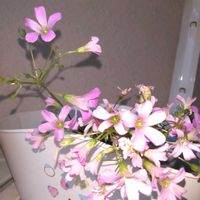 オキザリス,オキザリス,いつもありがとう,今日も笑顔で♡,今を生きるの画像