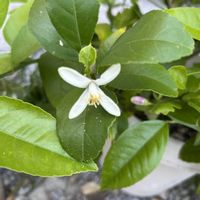 レモン,アゲハのたまご,鉢植え,チャットgptさん,庭の画像