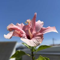 ハイビスカス,小さな庭の画像