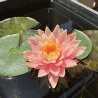 温帯スイレン,温帯睡蓮 コロラド,紅チガヤの画像