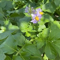 ジャガイモ,ジャガイモの花,家庭菜園の画像