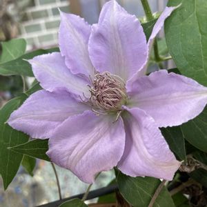 クレマチス,パティオクレマチス・フィリグリー,薔薇　レッド・キャプテン/トゥルー・ブルーム,花芽,花のある暮らしの画像