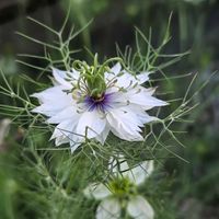 ニゲラ,ニゲラ,ハクチョウゲ,はくちょうげ(白丁花),旧古河庭園の画像
