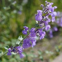 キャットミント,三尺 バーベナ,花壇,青空,マクロ撮影の画像