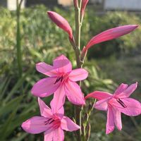 オルレア,ズッキーニ,ワトソニア(ヒオウギズイセン),結束バンド。,中玉とまとの画像