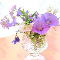 コンボルブルス,ディアスシア,ベルフラワー,ブルーベル,山野草の画像