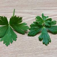 トリカブト,ニリンソウ,山野草の画像