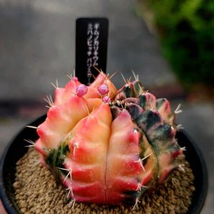 サボテン,緋牡丹,緋牡丹錦,ギムノカリキウム,ギムノカリキウム ミハノビッチの画像