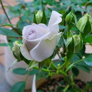 バラ,ポルトブルー,バラ 鉢植え,イマニワ,春バラの画像