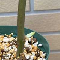 バラ,バラ,ベランダガーデン,挿し木,もらった花束の中の子の画像