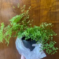 アジアンタム,アジアンタム ミクロフィラム,観葉植物,シダ植物,お買い物の画像