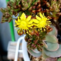 小人の祭り,琴爪菊,美空の鉾,ユーフォルビア,多肉の花の画像