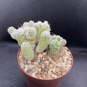 サボテン,多肉植物,ダイソーの画像