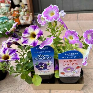 ペチュニア,サフィニアアート,サフィニアアートいちごシェイク,サフィニアアート　ブルーモーメント,多肉植物の画像