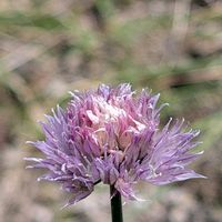 チャイブ,可愛い,花のある暮らし,多様性を愛する会,人に優しくの画像