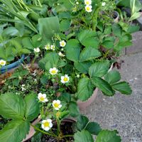 イチゴ,ブルーベリー,ブルーベリー,プルーン,セイヨウミザクラの画像
