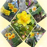 スイセン,GSのみなさんに感謝♡,お花を楽しむ,お疲れ様です♡,心穏やかに♡の画像