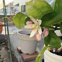 レモン,お花,レモンの木,レモンの花の画像