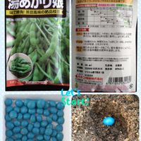 枝豆,湯あがり娘,湯あがり娘,種から,種まきの画像