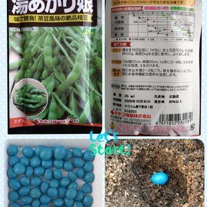 枝豆,湯あがり娘,湯あがり娘,種から,種まきの画像