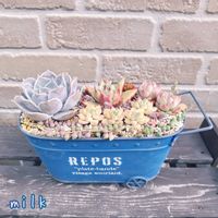 グリーンネックレス,虹の玉,ダシフィルム,チェリークイーン,キャロラインの画像