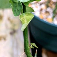 アデニア グロボーサ,多肉植物,塊根植物,コーデックス,癒し空間の画像