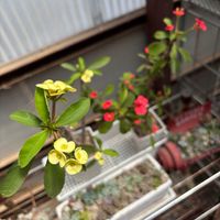 ハナキリン,多肉植物,多肉の花,多肉植物のある暮らし,多肉と暮らすの画像