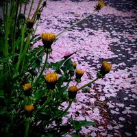 タンポポ,八重桜,散歩,つぶやき,北海道の画像