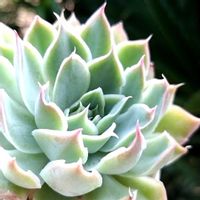 プリドニス×シムランス,多肉植物,エケベリア属,多肉のある暮らし,植中毒の画像