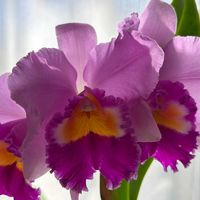 カトレア,カルミア,センダンの花,カトレア アイリンフィニー,ヒトクチタケの画像