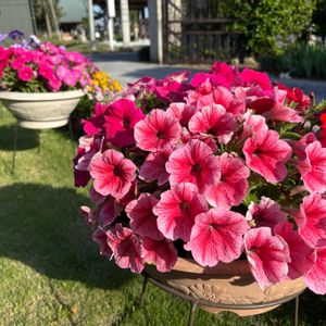 ペチュニア,かわいい,可愛い,種まき,楽しみ〜の画像