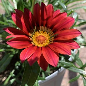 ガザニア,鉢植え,ガーデニング,つぼみ,植木鉢の画像