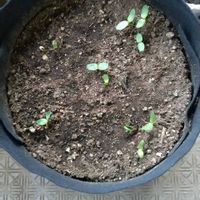 ヒマワリ,ひまわり,ベランダガーデニング,おおきくなったね♡,タネまきの画像