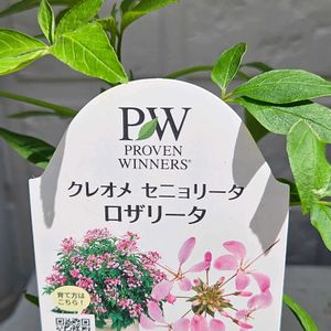 クレオメ セニョリータロザリータ,スーパーサルビア ロックンロール ピンクスパイダー,スーパーサルビア  ゴーゴーパープル,スーパーサルビア ロックンロール トゥルーブルー,五反田JPビルディングの画像