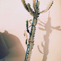 ユーフォルビア ホワイトゴースト,観葉植物,インドアグリーン,みどりのある暮らし,みどりに癒されるの画像