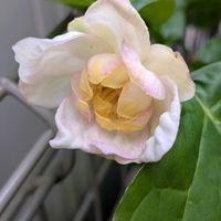 ガザニア,サルビア,ナツロウバイ,季節のお花,家の庭の画像