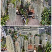 チランジア,バンダ,ウスネオイデス,ウスネオイデス,ベランダの画像