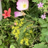 セダム,ヒルザキツキミソウ,キキョウソウ,ヒメフウロ,ヒメヒオオギの画像