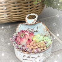 多肉植物,紅葉する多肉,多肉寄せ植え,ちまちま寄せ,ぷくぷく多肉の画像