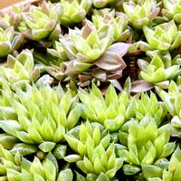 青雲の舞,ロゼア,多肉植物,ハオルチア属,多肉大好きの画像
