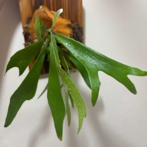 ビカクシダ アルシコルネ,植物のある暮らし, ビカクシダ,みどりのある暮らし,ビカク勉強中！の画像