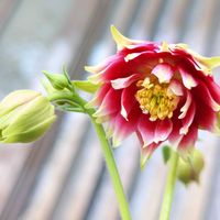 オダマキ,西洋オダマキ ノラバロー,パキポディウム属,花のある暮らし,多肉のある暮らしの画像
