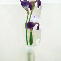 ジャーマンアイリス,花瓶,花のある暮らし,植物のある暮らし,花瓶の花の画像