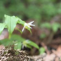 クリンソウ,チゴユリ,ヒメフウロ,ツボスミレ,山野草の画像